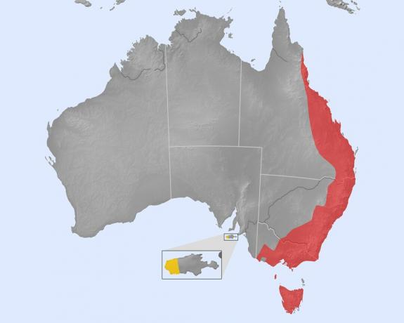 Répartition des ornithorynques (rouge: indigène; jaune: introduit)