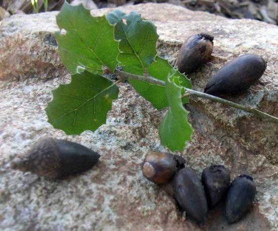 feuilles de chêne et glands de Californie