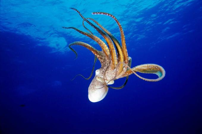 Poulpe (Octopus cyanea), Hawaï / Fleetham Dave / Perspectives / Getty Images