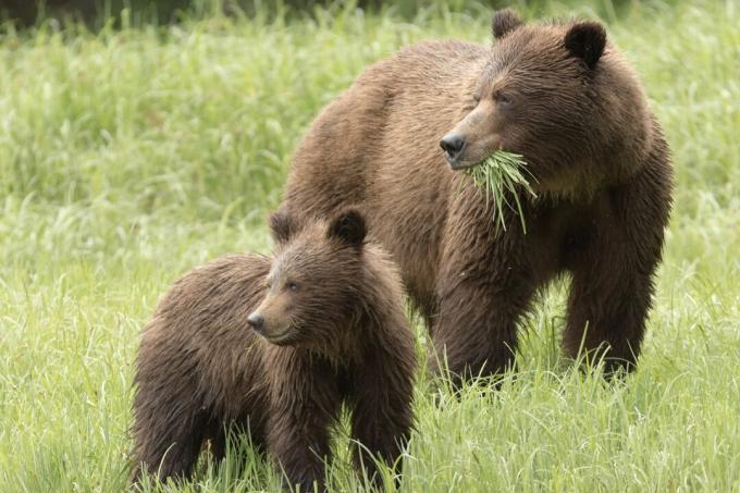 Les grizzlis mangent de l'herbe ainsi que de la viande.