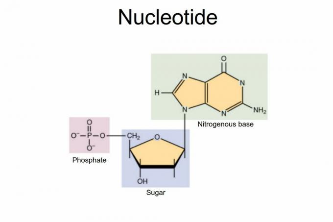 Nucléotide