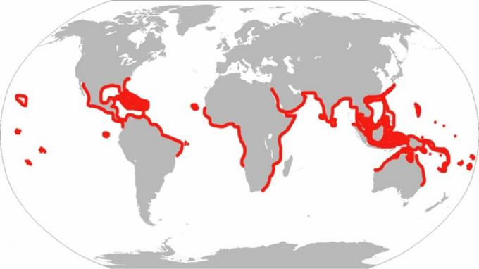 Il s'agit de la plage historique des raies aigles tachetées. Selon la classification moderne, le poisson ne réside que dans l'Atlantique, les Caraïbes et le golfe.