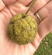 Boules aux fruits de sycomore