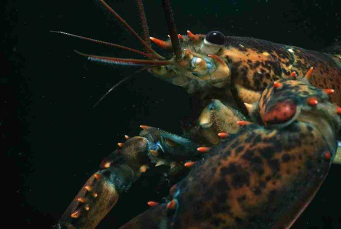 Homard américain