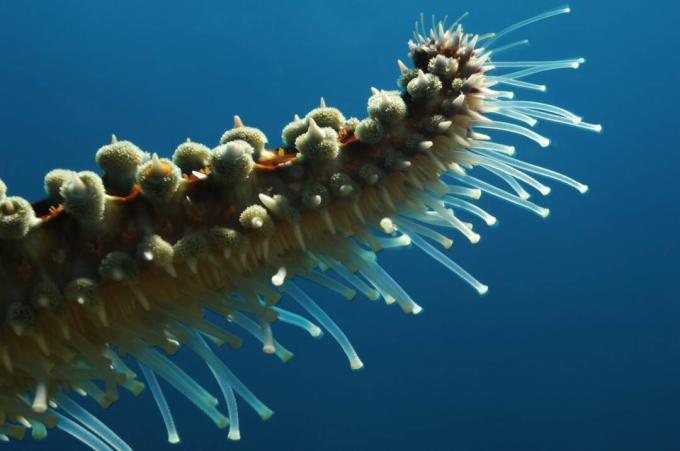 Pieds en tube d'étoile de mer épineuse / Borut Furlan / Getty Images