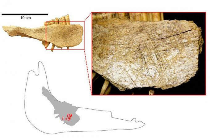 Mandibule de cheval de Bluefish Caves # 2