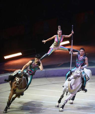 Les artistes interprètes ou exécutants lors d'un spectacle de cirque en direct, une femme en équilibre entre deux hommes à cheval.