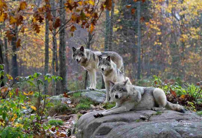 Trois loups du bois sous la pluie d'automne