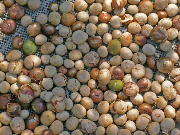 Noix de Brosimum alicastrum (ramon, noix de pain) séchées au soleil