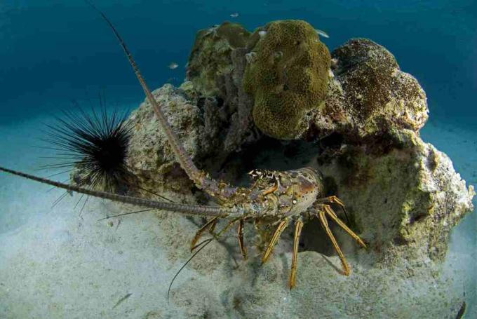 Homard épineux / Nature / UIG / Universal Images Group / Getty Images