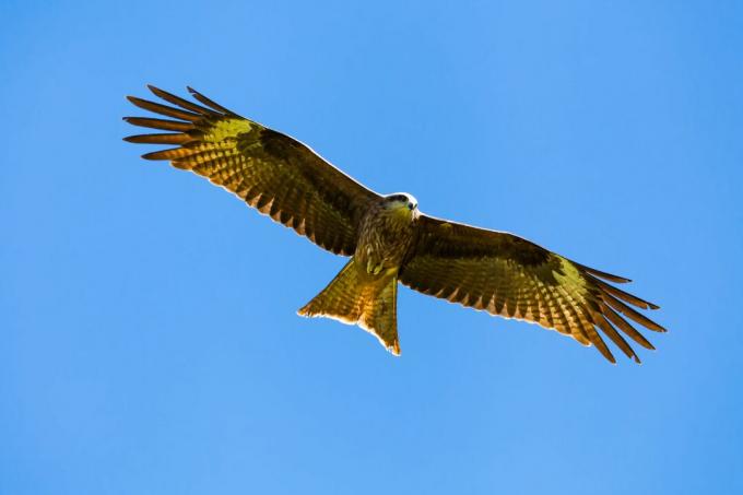 Aigle royal contre le ciel bleu