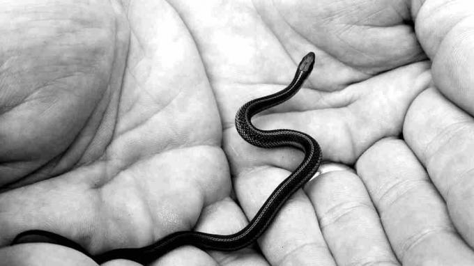 Les serpents de mamba noir nouvellement éclos doivent se débrouiller seuls.