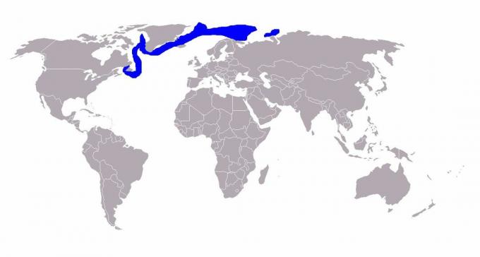 Distribution du phoque du Groenland