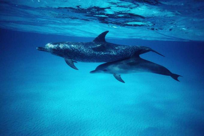 Dauphins tachetés de l'Atlantique (Stenella frontalis) mère et son petit