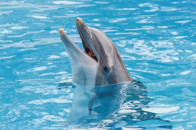 Dauphin à gros nez sur la surface bleue en souriant