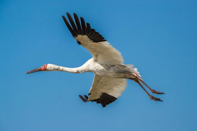 Grue de Sibérie (Grus leucogeranus) en vol