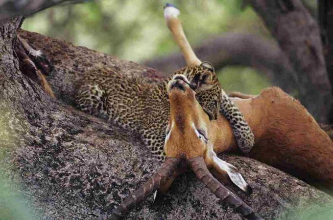 Léopard, (Panthera, pardus), manger, charogne, arbre, Kenya