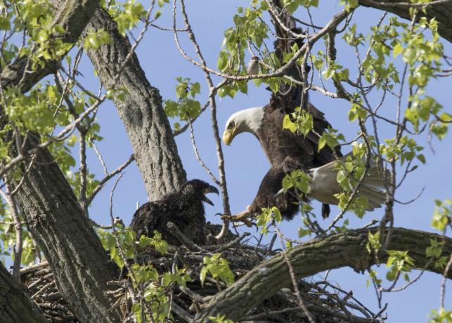 Mère Pygargue à tête blanche de retour à l'aigle bébé dans le nid