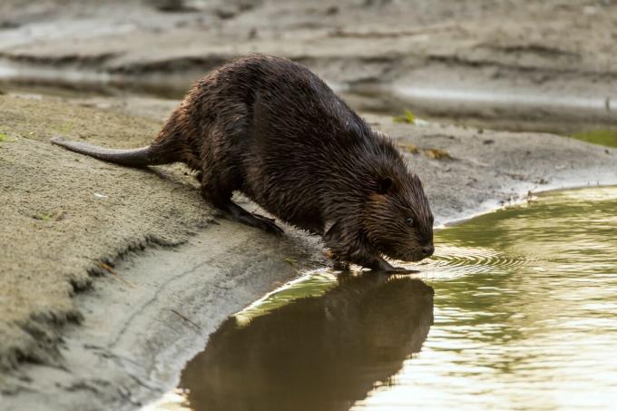 Castor, castor américain, Castor canadensis, adulte entrant dans l'eau