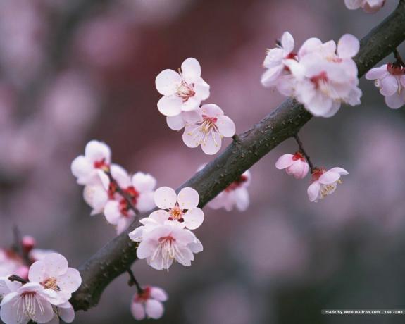 Fleurs de cerisier japonais sur une branche