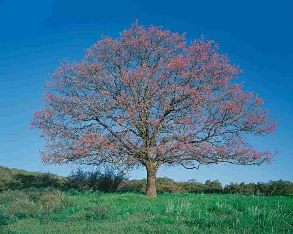 Chêne noir, (Quercus, kelloggii), dans, champ, printemps