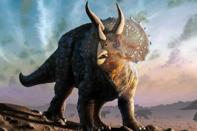 Un dinosaure Triceratops.