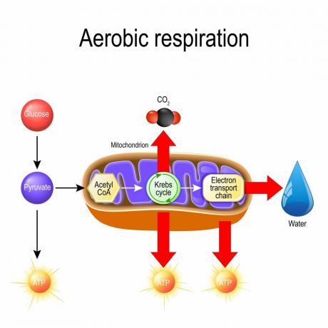 Respiration cellulaire aérobie