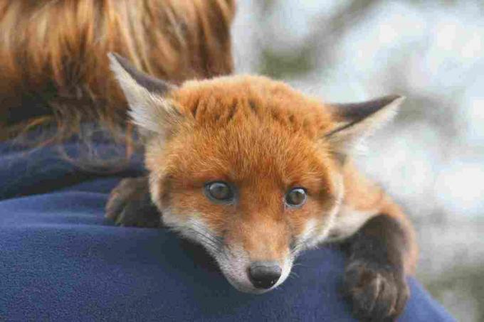 Le renard roux est un animal de compagnie plus commun que le renard arctique.