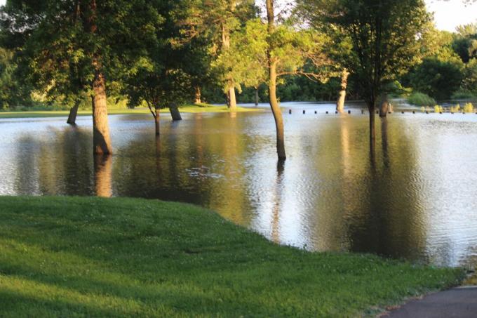 Arbres dans la rivière après une inondation