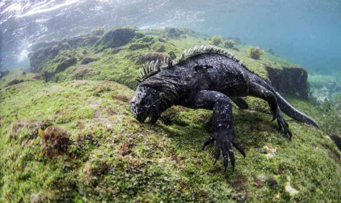 Iguane marin mâle à la recherche d'algues