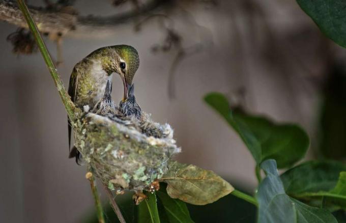 Colibri à gorge rubis nourrissant deux bébés au nid.