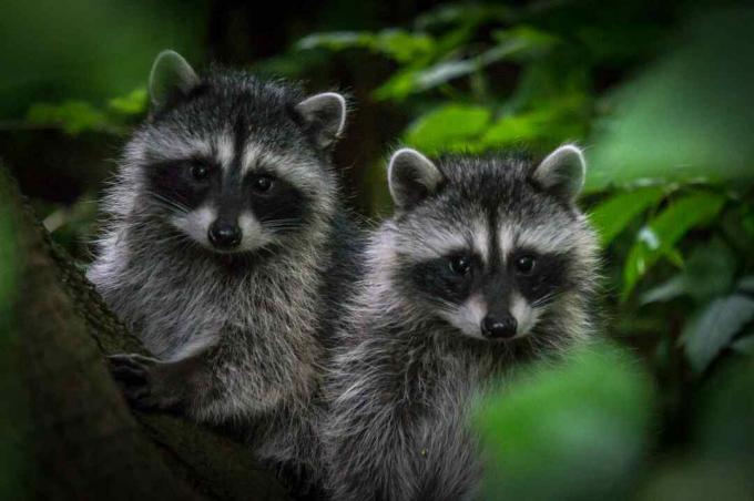 Les bébés ratons laveurs ressemblent à leurs parents.