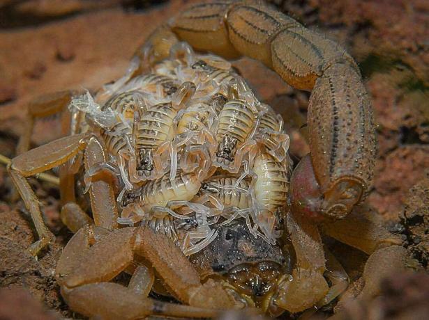 Scorpion rouge indien avec des jeunes