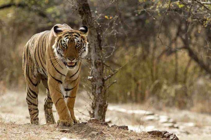 Tigre du Bengale au parc national de Ranthambhore au Rajasthan, Inde