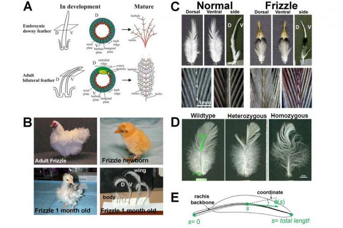 Caractère de poulet Frizzle