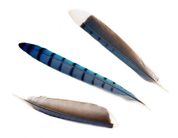 Plumes de geai bleu