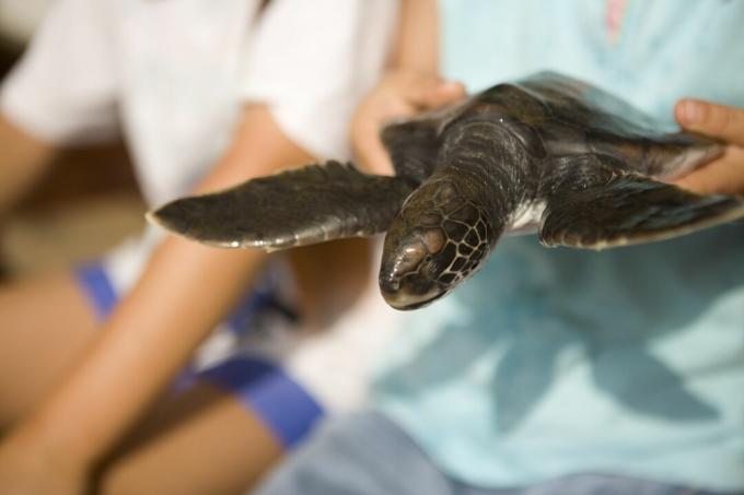 Bébé tortue imbriquée après avoir été sauvé.