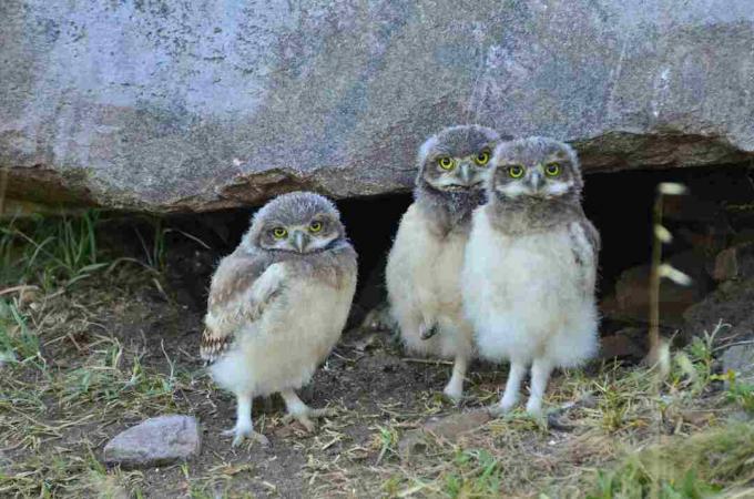 Trio de chouettes