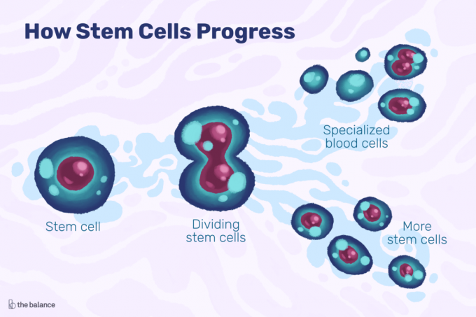 Graphique montrant comment les cellules souches progressent comprend une cellule de division et des cellules spécialisées.