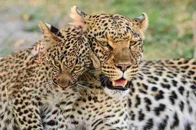 Portrait de léopard avec cub léopard, Botswana