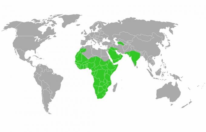 Distribution de blaireaux de miel.