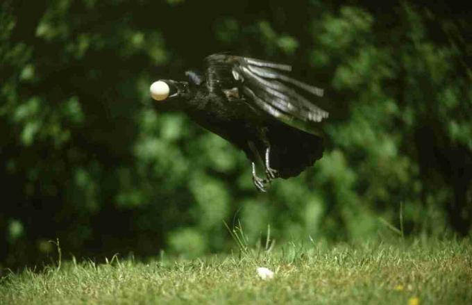 corbeau volant avec oeuf dans sa bouche