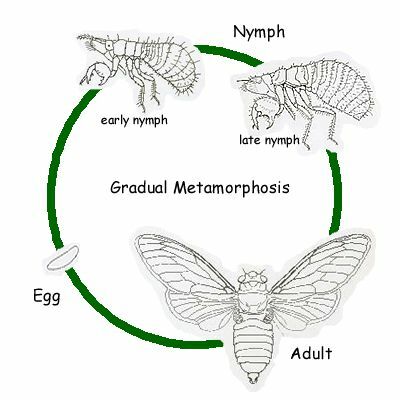 La cigale périodique est hémimétabolique, un insecte à métamorphose progressive.