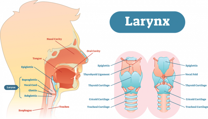 Diagramme d'illustration vectorielle anatomique du larynx, schéma médical éducatif.